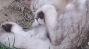 Мопеды сериал | Серия 1498