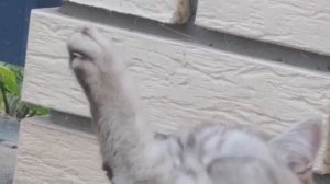 Мопеды сериал | Серия 1473