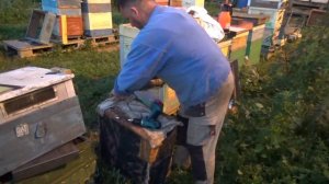 Хотите завести пчел, но нет денег..... Часть №3 "Снятие роев"