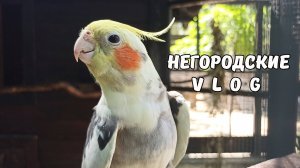 Парк  "ЛОГА". Гуляем по зоопарку: олени, альпаки, эму... 30.07.25