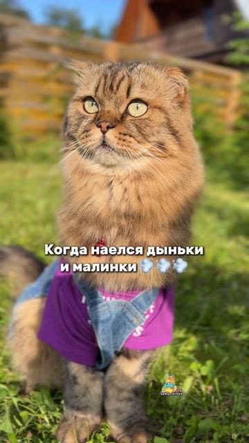 Котик Самуэль /samuelkitten