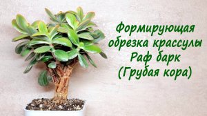 Формирующая обрезка крассулы Раф барк (Грубая кора)