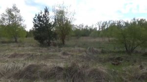 Хотите завести пчел, но нет денег... Часть вторая "Расставляем ловушки"