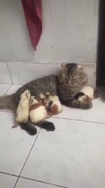 Кошка и ее друзья крысы смотреть онлайн