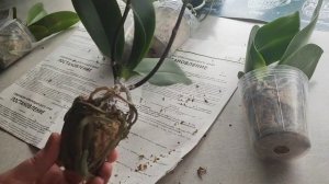 Какие коктейли даю орхидеям,чтобы адаптировать и наростить корни. Занимаюсь с уценками под 1 историю