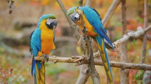 🐦 Птицы мира