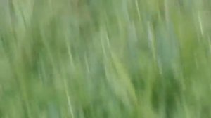 Мопеды сериал | Серия 1477