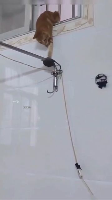 Кошки такие кошки