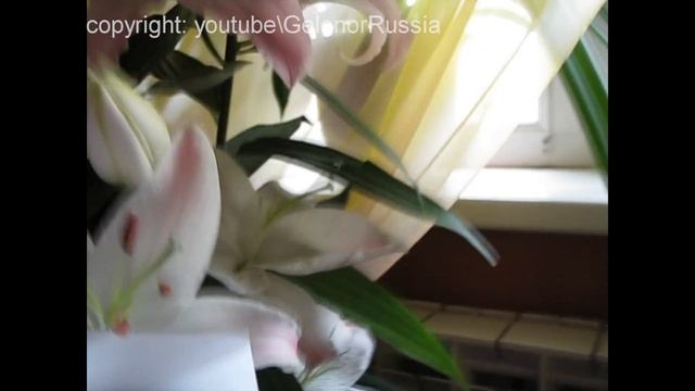Лилии. Как избавится от запаха цветов лилии? Очень просто! смотреть онлайн