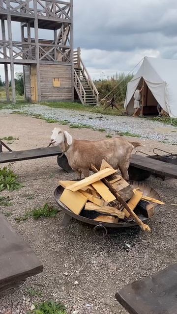 Козочка жует дрова смотреть онлайн