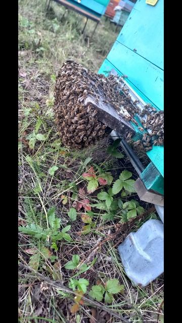 Пасека с нуля