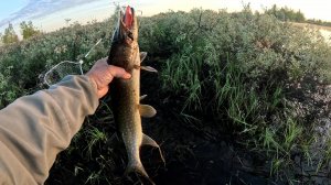 Продолжаем тестить приманки. ШУКА ОКУНЬ на спиннинг.