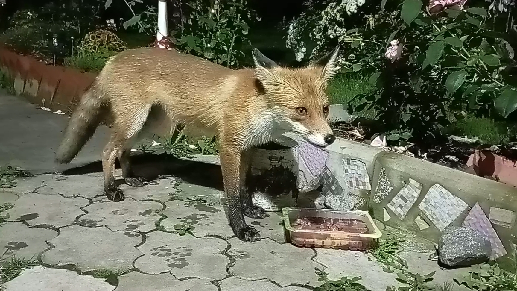 (1084) Лиса приходит в гости. Август 2025 смотреть онлайн