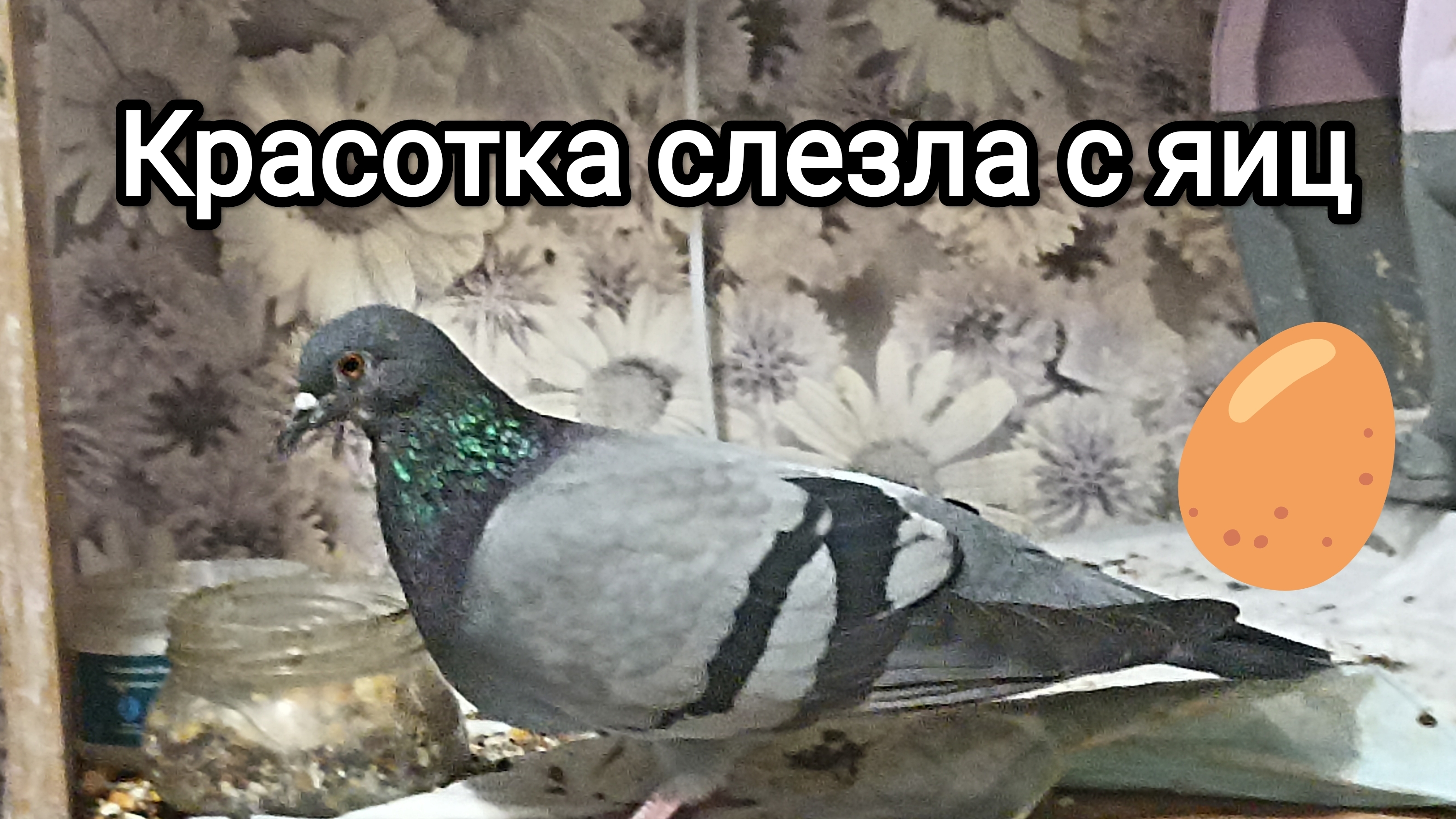 07-08-2025. Красотка слезла с яиц.