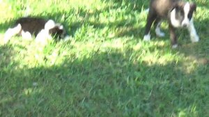 милые видео с животными видео для собак чтобы они смотрели