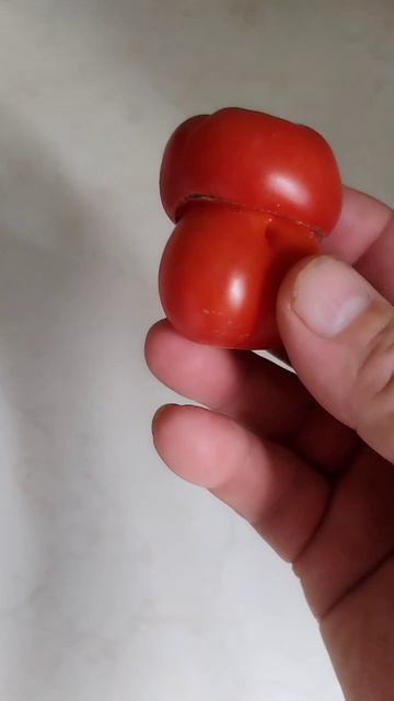 Помидорный гриб😂 смотреть онлайн