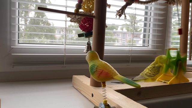 Попугайчик Рикки- забавный говорун. Ricky the parrot is a funny talker. Рикки и новая игрушка. смотреть онлайн