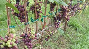 ОБЗОР ВИНОГРАДНИКА НА 07.08.2025г.