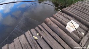 Рыбалка на паук подъёмник на секретном мосту. Делаем шашлык из сазанов.