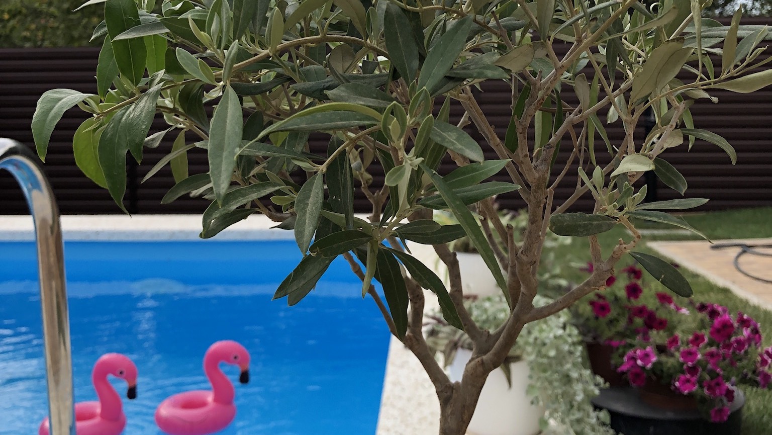 Оливковое дерево в моём молодом саду #олива #средиземноморье #дома смотреть онлайн