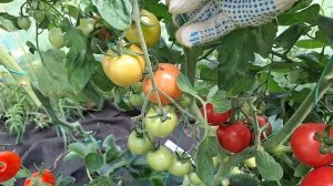 обзор теплицы с черри,перцами,огурцами на 07.08.2025