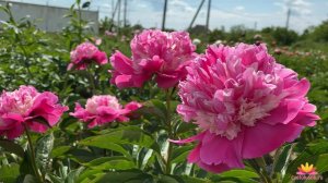 Розовая звезда нашего сада - пион HE’S MY STAR / Сад Ворошиловой