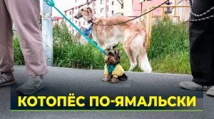 В Салехарде живёт единственный пёс породы «русская борзая» на Ямале