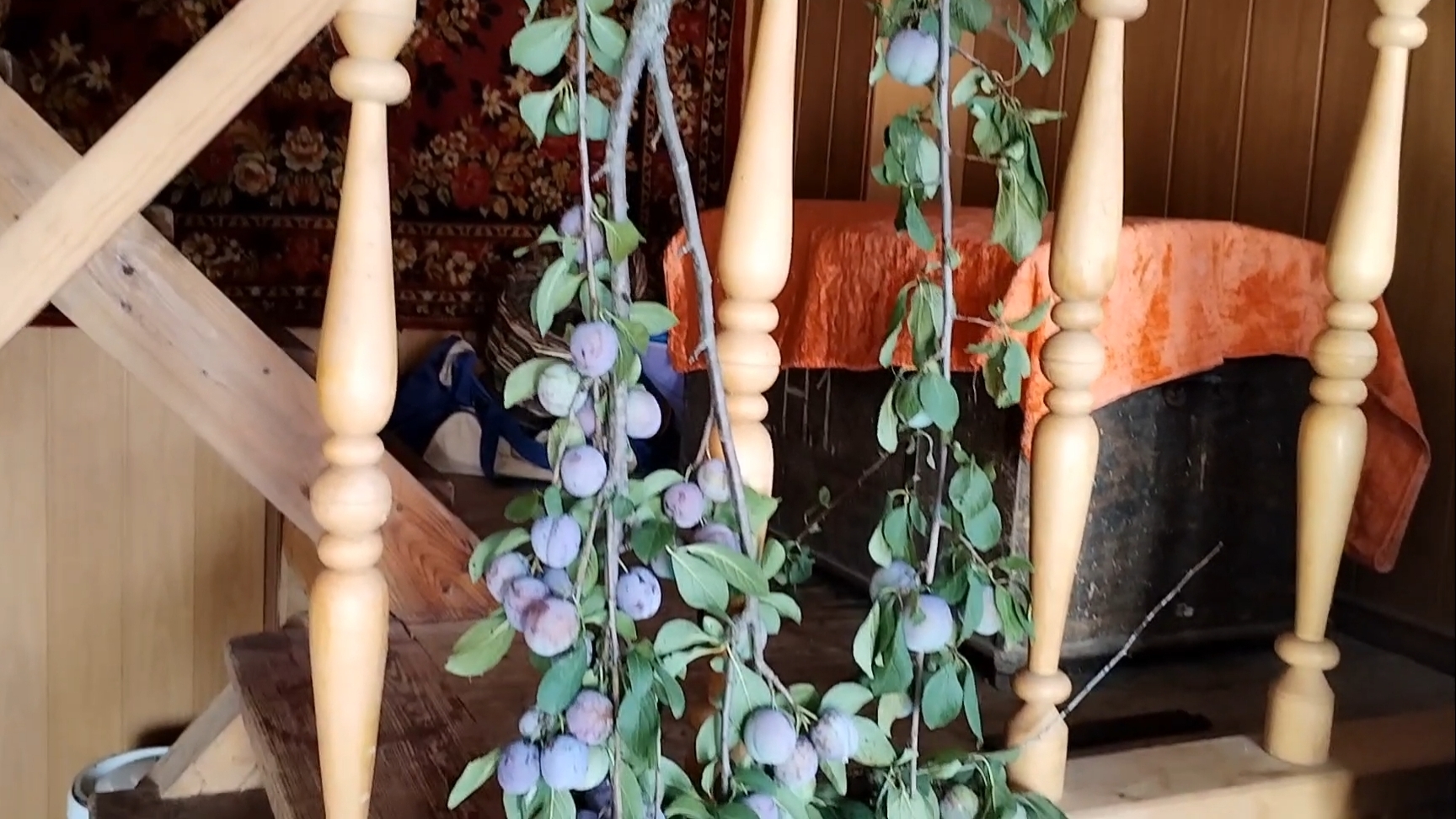 Слива ломается под тяжестью плодов. Завтра не поливаем. 03-08-2025 смотреть онлайн