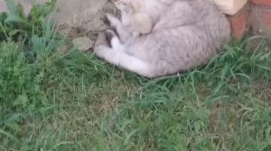 Мопеды сериал | Серия 1471