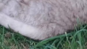 Мопеды сериал | Серия 1507