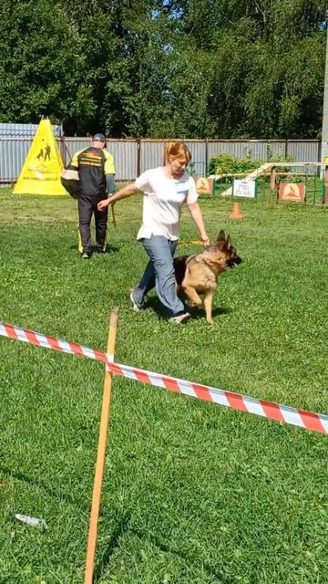 б/о KRISTAL v. Mair Hof +0+ №31. КЧК РЫБИНСК 19 июля`25 Моно немецких овчарок