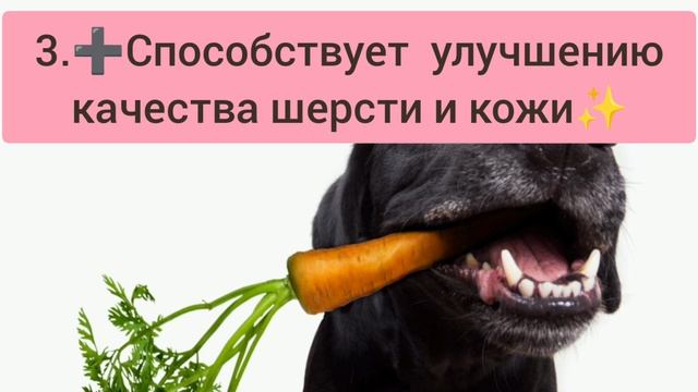 Морковь в рационе собаки 🥕🐕
Особенности