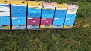 Подсолнечник 2025 года. Вывез часть пасеки.