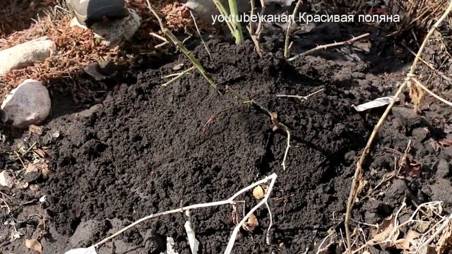 Как и когда открывать розы весной, после зимы смотреть онлайн