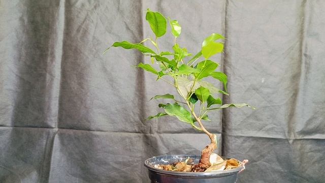 √6 Бенджамин 3 прививка