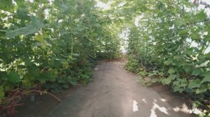 Готовый к срезке виноград на 7 августа.