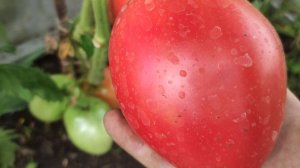 ЗНАМЕНИТАЯ СЕРИЯ- МИНУСИНСКИЕ ТОМАТЫ: МИНУСИНСКИЕ ПЛОСКИЕ СЕРДЦА