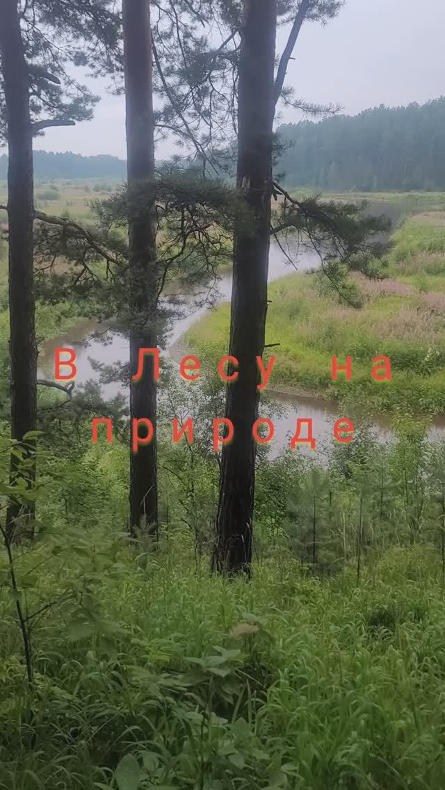 В лесу на природе#shorts