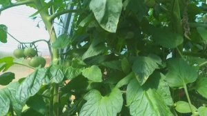 Томат Буффалостейк