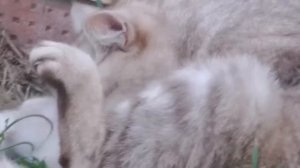 Мопеды сериал | Серия 1475