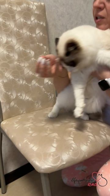 Мальвина Ragdoll