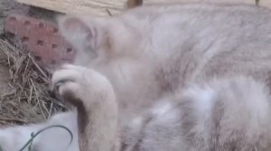 Мопеды сериал | Серия 1497