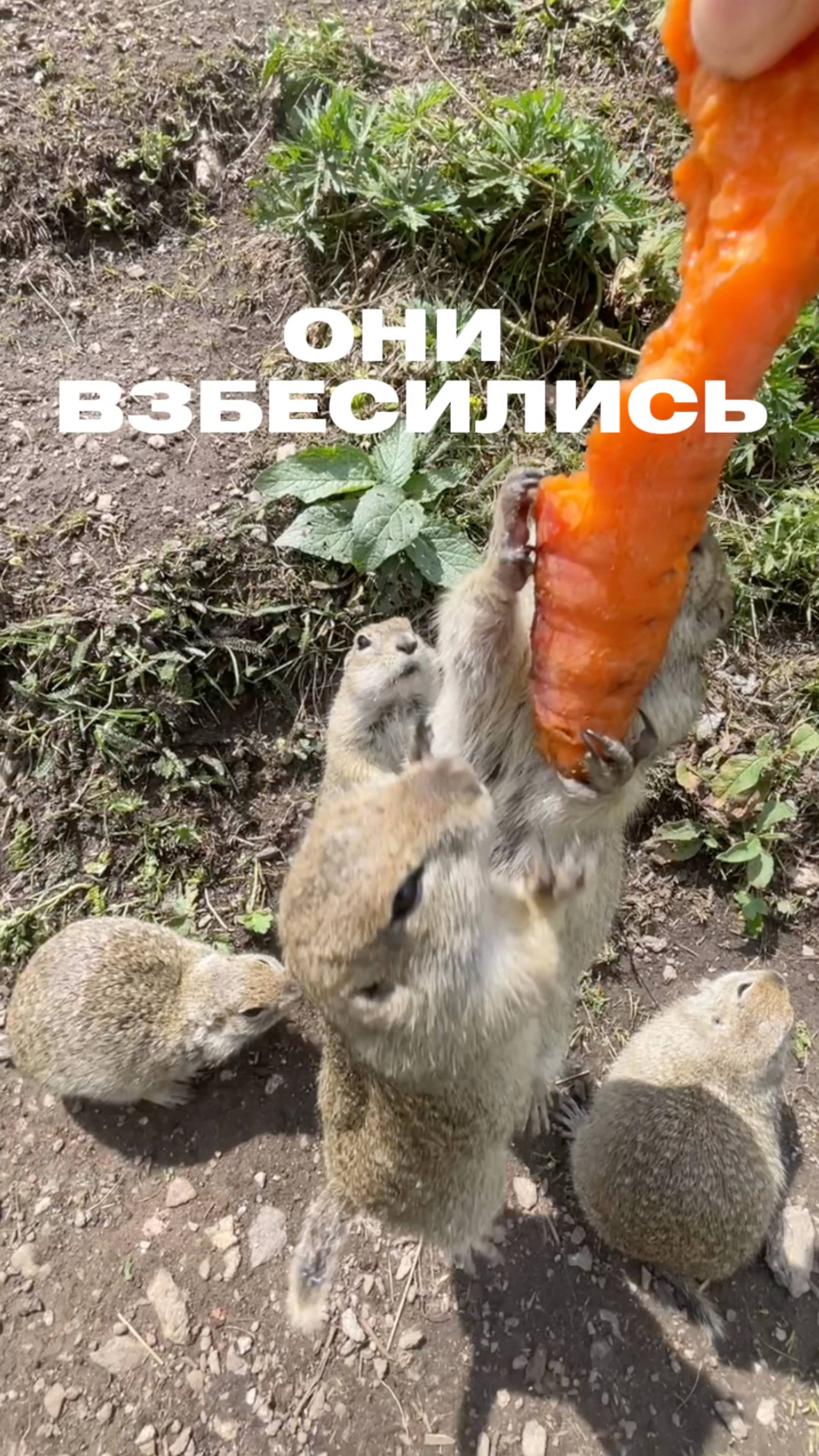 Где живут ручные суслики?