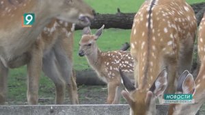 Новости Старого Оскола от 7 августа