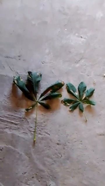 Сериал Листик (3 серия)