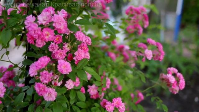 Голубая плетистая многоцветковая роза VEILCHENBLAU или VIOLET BLUE, как цветёт? А вот как! смотреть онлайн