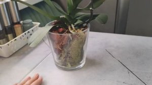 СУПЕР способ РЕАНИМАЦИИ орхидеи. Не энергозатратный. Минимум времени и сил. Ругаюсь😝