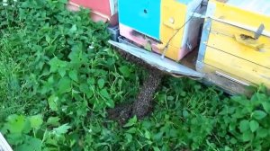 Привой для пасеки  РЕКОМЕНДУЮ :-))