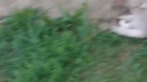 Мопеды сериал | Серия 1495