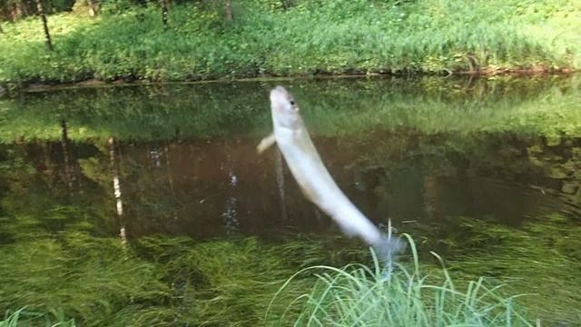 на таёжную речку в поисках кумжи смотреть онлайн